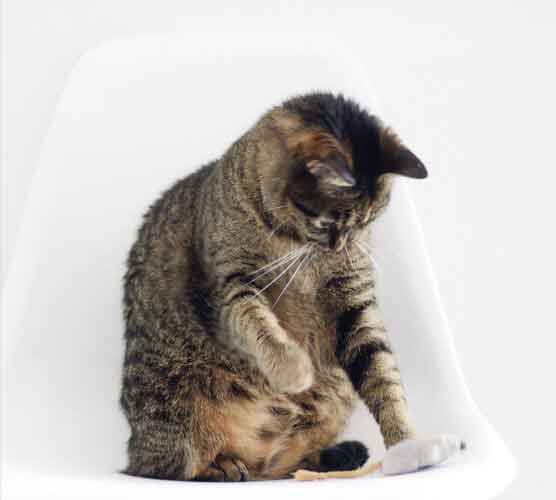 免费ddos攻击网页端